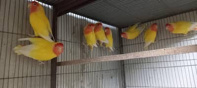 lotino colony available  video available