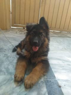 Germen Shepherd Puppy