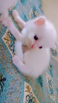 age 1 month beby cats 4 fimale
