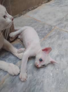 Persian