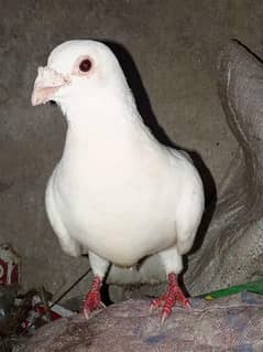 pigeons for sell