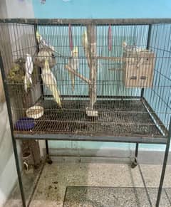 5 Male Cocktail Parrots and One Female Cocktail parrot With Big Cage