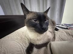 Siamese Cat
