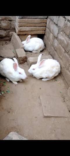 red eyes rabbit females