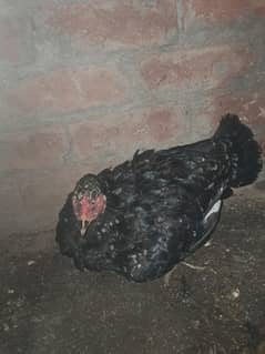 aseel chick's and hens  for sale