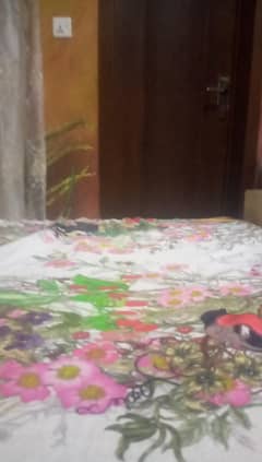 rate final hai