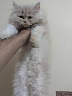 Persian cat