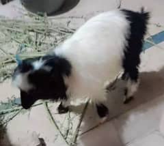 Johar town Fluffy teddy bakra goat Long hair black and white