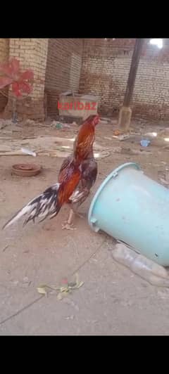 karibaz