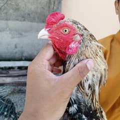 Java aseel murga final price 4500