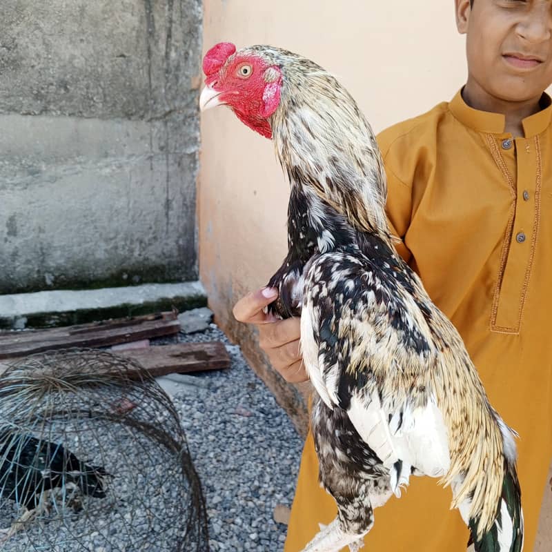 Java aseel murga final price 4500 1