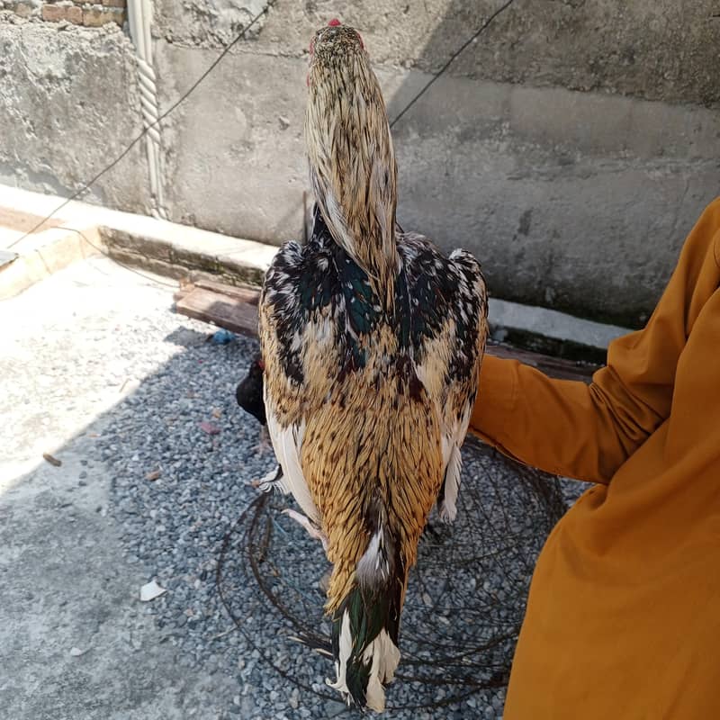 Java aseel murga final price 4500 2