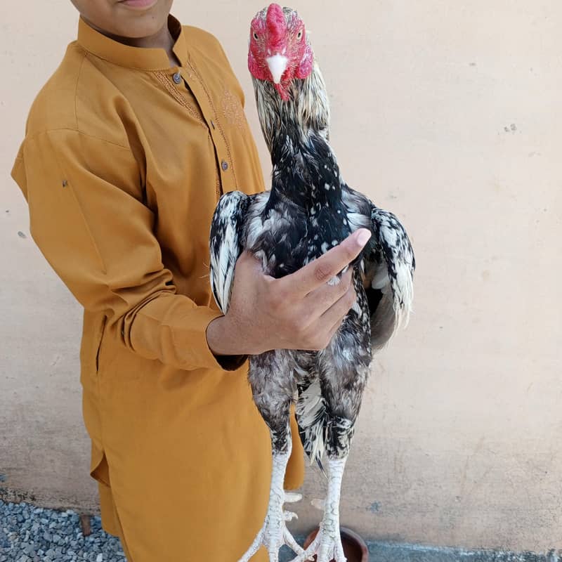 Java aseel murga final price 4500 3