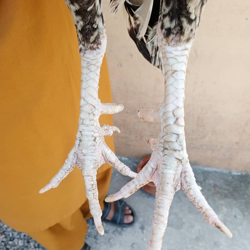 Java aseel murga final price 4500 4