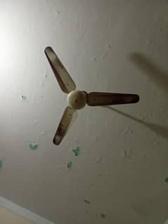 Fans.