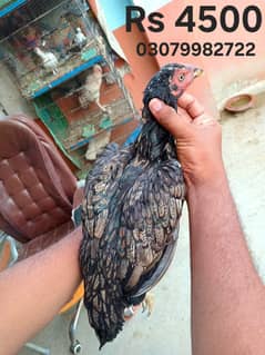 Aseel chicks forsale