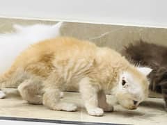 Persian Cats Double Coated