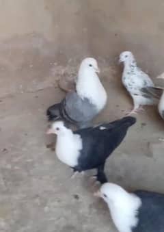 karabli kabootar breeder