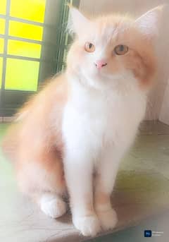 Beautiful Double Coated White Persian Cat Breeding Pair For Sale