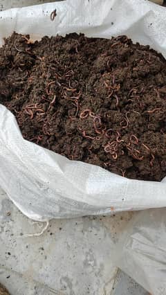 red wiggler  for worming compost