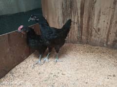 Australorp Chicks Pair