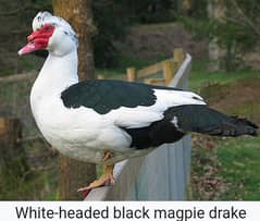 Muscovy