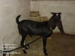 Bakra
