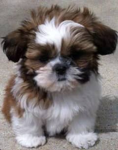 A female shitzu pup