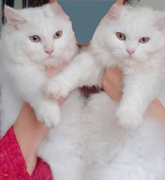 7 months cat pair looking for good home