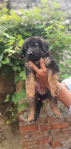 german shepherd puppy's for sale 03049010300