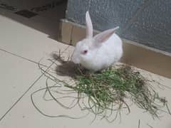 Rabbits Male Female jora hai red eyes mai