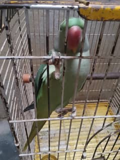 Female
