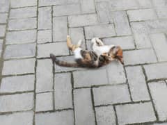 Calico Kitten For Adoption