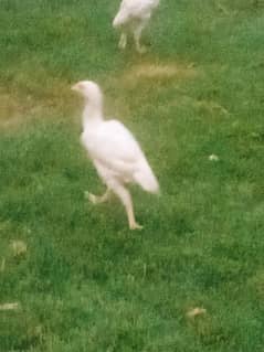 white aseel murga