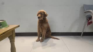 Golden Retriever – Smart, Active & Child-Friendly Dog for Sale