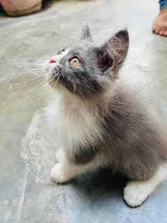 Persian Kittens For Sale