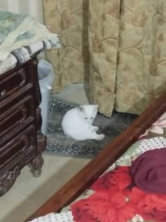 Persian