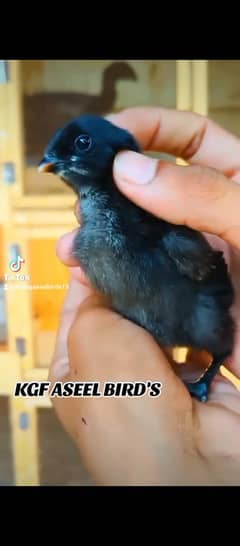 Black Dragon Black Skin Black Eyes Chick's Available 03706073028
