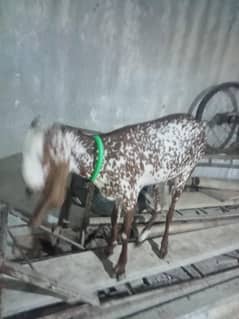 makhi