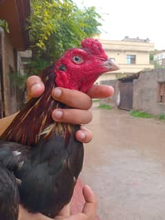 pure lasani bird h