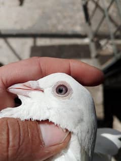 washi male breeder har chez ki garanti k sath 03134183581