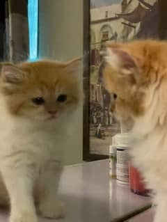 Cute lkitten for sale 3 months punched face in ginger
