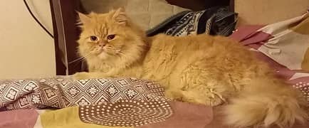 Ginger