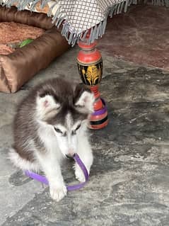 Husky