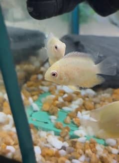 High quality red spotted Severum