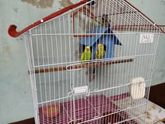 Budgies parrots full adult pair breeder pair with large size cage