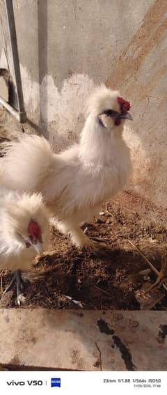 White Silky buff