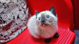 Siamese