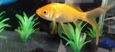 goldfish 6 inch pair, 3 inch 3