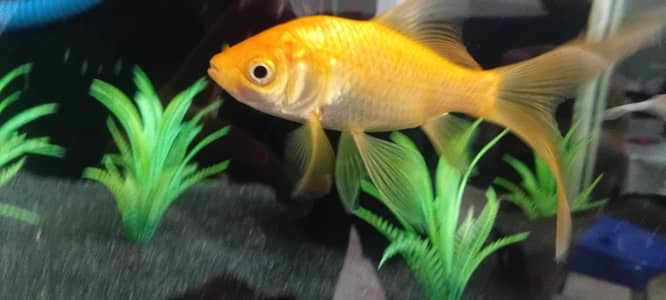 goldfish 6 inch pair, 3 inch 3 - Fish - 1103879450